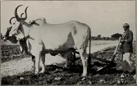An illustration from Indian cotton (1915)