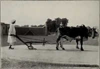 An illustration from Indian cotton (1915)