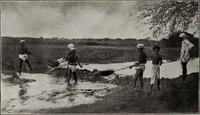 An illustration from Indian cotton (1915)