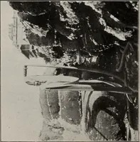 An illustration from Indian cotton (1915)