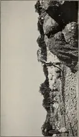 An illustration from Indian cotton (1915)