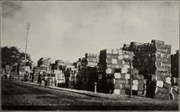 An illustration from Indian cotton (1915)