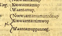 An illustration from The Indian grammar begun: or, An essay to bring the Indian language into rules, for the help of such as desire to learn the same, for the furtherance of the Gospel among them. (1666)