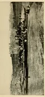 An illustration from Indian houses of Puget Sound (1921)