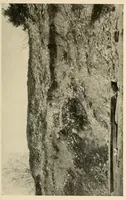 An illustration from Indian houses of Puget Sound (1921)