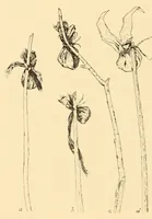 An illustration from Indian notes (1924)