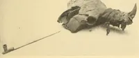 Picture 4 of 16 from Indian notes (1924), leaf 95
