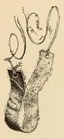 Picture 10 of 20 from The Indians of Tierra del Fuego (1928), leaf 147