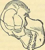 Picture 98 of 179 from Indigenous races of the earth; (1857), leaf 233