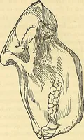 An illustration from Indigenous races of the earth; (1857)