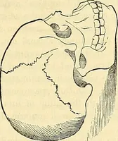 An illustration from Indigenous races of the earth; (1857)