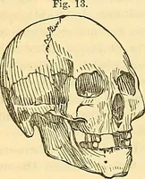 An illustration from Indigenous races of the earth; (1857)