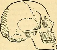 An illustration from Indigenous races of the earth; (1857)