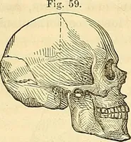 An illustration from Indigenous races of the earth; (1857)