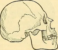 Picture 153 of 179 from Indigenous races of the earth; (1857), leaf 359
