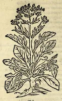 An illustration from In Dioscoridis Anazarbei De materia medica libros quinque, (1558)