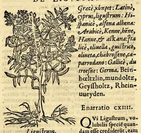 An illustration from In Dioscoridis Anazarbei De materia medica libros quinque, (1558)