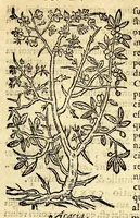 An illustration from In Dioscoridis Anazarbei De materia medica libros quinque, (1558)