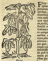 Picture 7 of 26 from In Dioscoridis Anazarbei De materia medica libros quinque, (1558), leaf 312