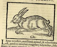 Picture 9 of 26 from In Dioscoridis Anazarbei De materia medica libros quinque, (1558), leaf 336