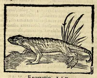 Picture 10 of 26 from In Dioscoridis Anazarbei De materia medica libros quinque, (1558), leaf 374