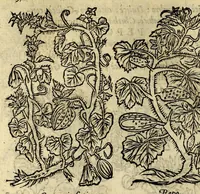 Picture 11 of 26 from In Dioscoridis Anazarbei De materia medica libros quinque, (1558), leaf 456