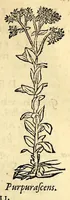 An illustration from In Dioscoridis Anazarbei De materia medica libros quinque, (1558)