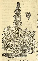 Picture 14 of 26 from In Dioscoridis Anazarbei De materia medica libros quinque, (1558), leaf 535
