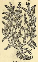 Picture 15 of 26 from In Dioscoridis Anazarbei De materia medica libros quinque, (1558), leaf 549