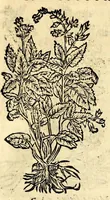 Picture 16 of 26 from In Dioscoridis Anazarbei De materia medica libros quinque, (1558), leaf 549