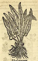 Picture 18 of 26 from In Dioscoridis Anazarbei De materia medica libros quinque, (1558), leaf 619