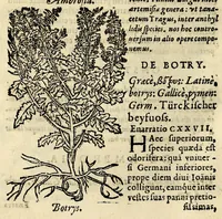 Picture 19 of 26 from In Dioscoridis Anazarbei De materia medica libros quinque, (1558), leaf 626
