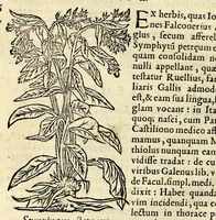 Picture 21 of 26 from In Dioscoridis Anazarbei De materia medica libros quinque, (1558), leaf 672