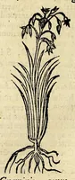 Picture 22 of 26 from In Dioscoridis Anazarbei De materia medica libros quinque, (1558), leaf 690