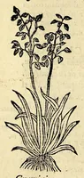 Picture 23 of 26 from In Dioscoridis Anazarbei De materia medica libros quinque, (1558), leaf 690