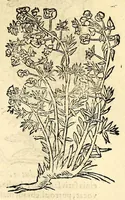 Picture 24 of 26 from In Dioscoridis Anazarbei De materia medica libros quinque, (1558), leaf 803