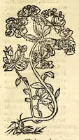 Picture 25 of 26 from In Dioscoridis Anazarbei De materia medica libros quinque, (1558), leaf 803