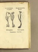 Picture 26 of 26 from In Dioscoridis Anazarbei De materia medica libros quinque, (1558), leaf 905