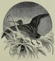 An illustration from Indoor games and recreations : a popular encyclopædia for boys (1888)