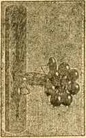 An illustration from Indoor and outdoor gymnastic games (1915)