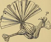 An illustration from Indoor and outdoor handicraft and recreation for girls (1904)