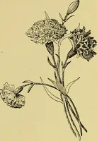An illustration from Indoor and outdoor handicraft and recreation for girls (1904)