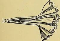 An illustration from Indoor and outdoor handicraft and recreation for girls (1904)