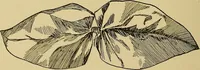 An illustration from Indoor and outdoor handicraft and recreation for girls (1904)
