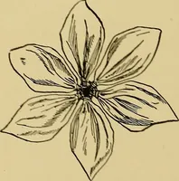 An illustration from Indoor and outdoor handicraft and recreation for girls (1904)