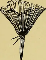An illustration from Indoor and outdoor handicraft and recreation for girls (1904)
