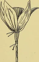 An illustration from Indoor and outdoor handicraft and recreation for girls (1904)