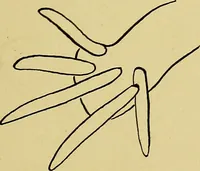 An illustration from Indoor and outdoor handicraft and recreation for girls (1904)