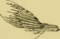 An illustration from Indoor and outdoor handicraft and recreation for girls (1904)