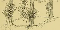 An illustration from Indoor and outdoor handicraft and recreation for girls (1904)
